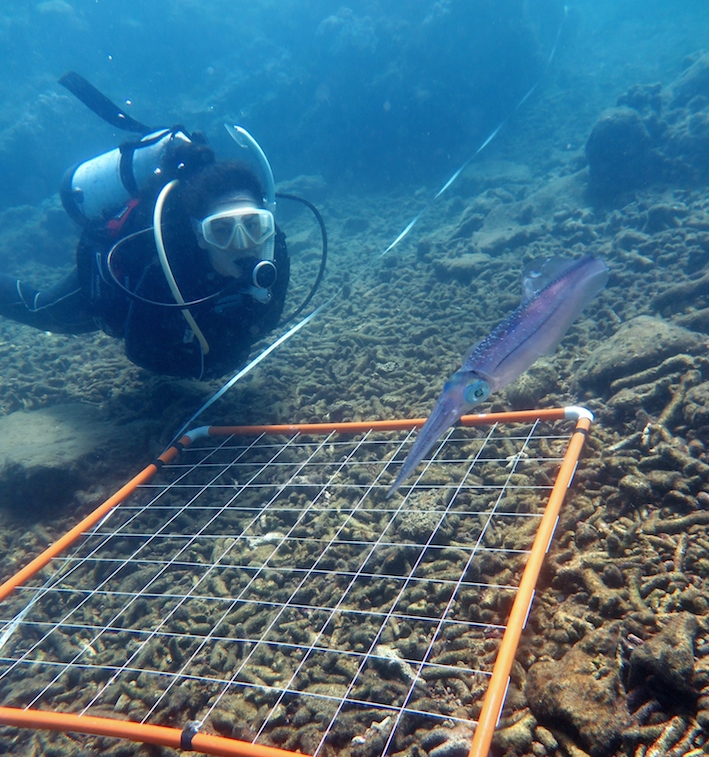 Bleaching hits the southern Great Barrier&nbsp;Reef