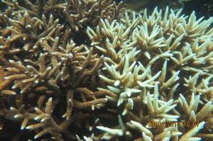 North Keppel Island (NK3) - 09042016