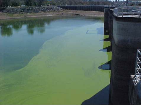 That’s your bloomin’ lot! How do toxic blue-green algal blooms dominate Australia’s&nbsp;freshwaters?