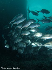 trevally