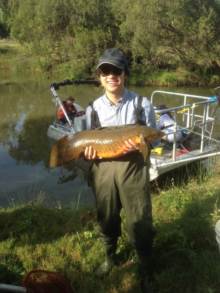 International student helps conservation of iconic Australian&nbsp;Fish