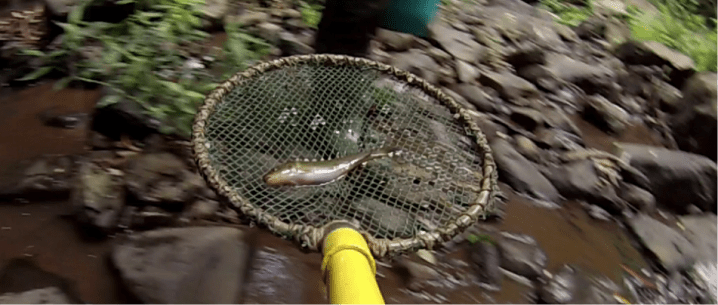 Are headwater fish running out of liveable stream&nbsp;habitats?