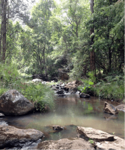 Image of a stream and forest