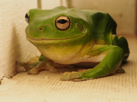 a green tree frog