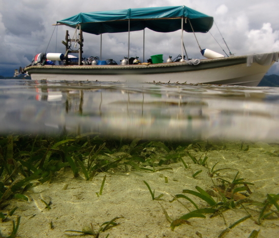 New funding to predict cumulative impacts on coastal&nbsp;ecosystems