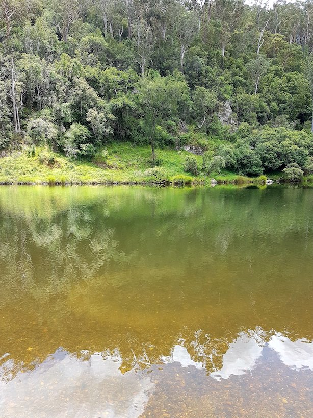 Can planting trees help save fish from climate&nbsp;change?