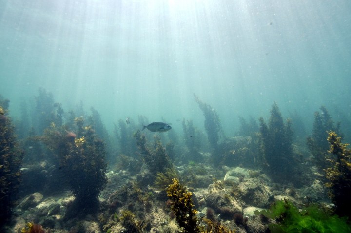 Is New Zealand achieving its ocean conservation&nbsp;targets?