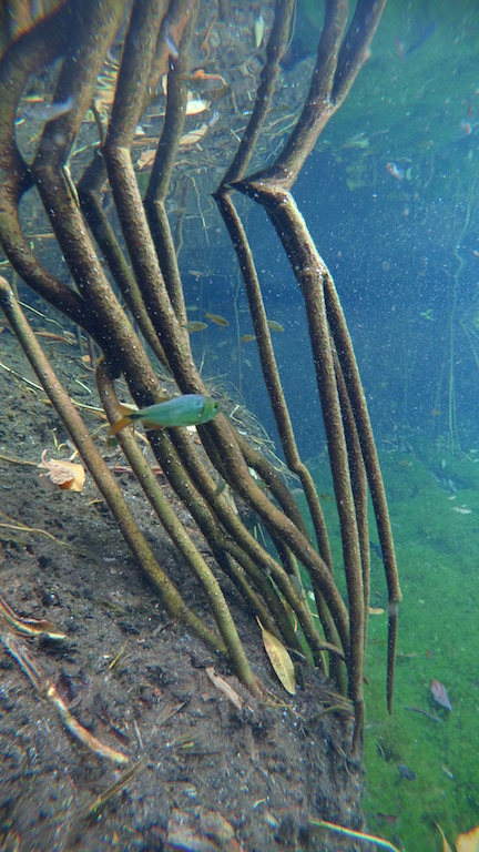 Undervaluing of mangroves in the Paris Climate&nbsp;Agreement