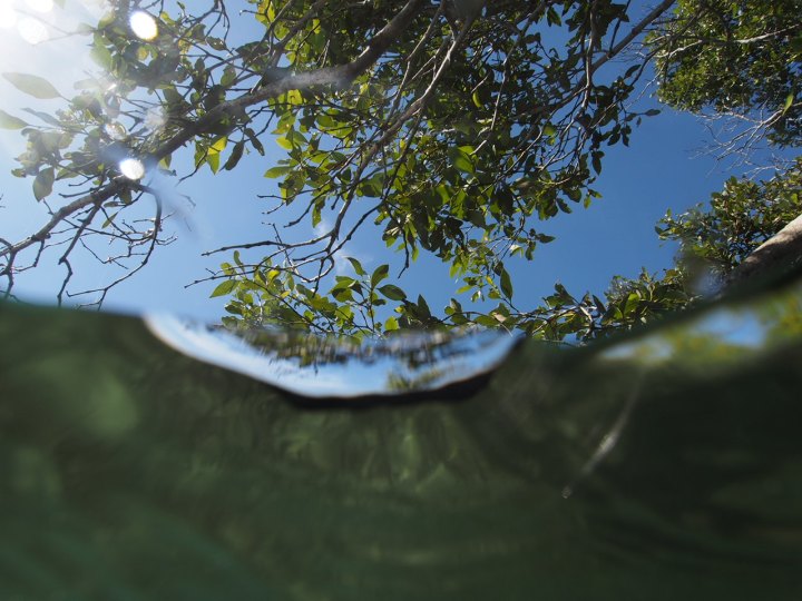 New research positions to work on the global health of marine&nbsp;wetlands