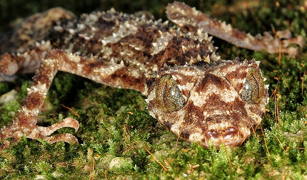 leaf tailed gecko a new species