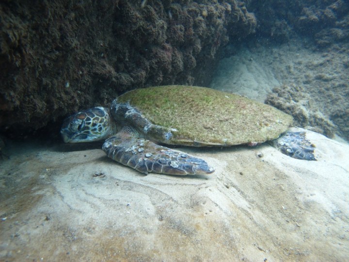 Turtley sick moves: rescuing weak sea turtles and the science aimed at helping their equally weak&nbsp;populations