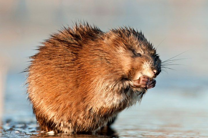 Eating Muskrat