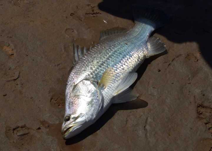 Mischa, Barramundi 1