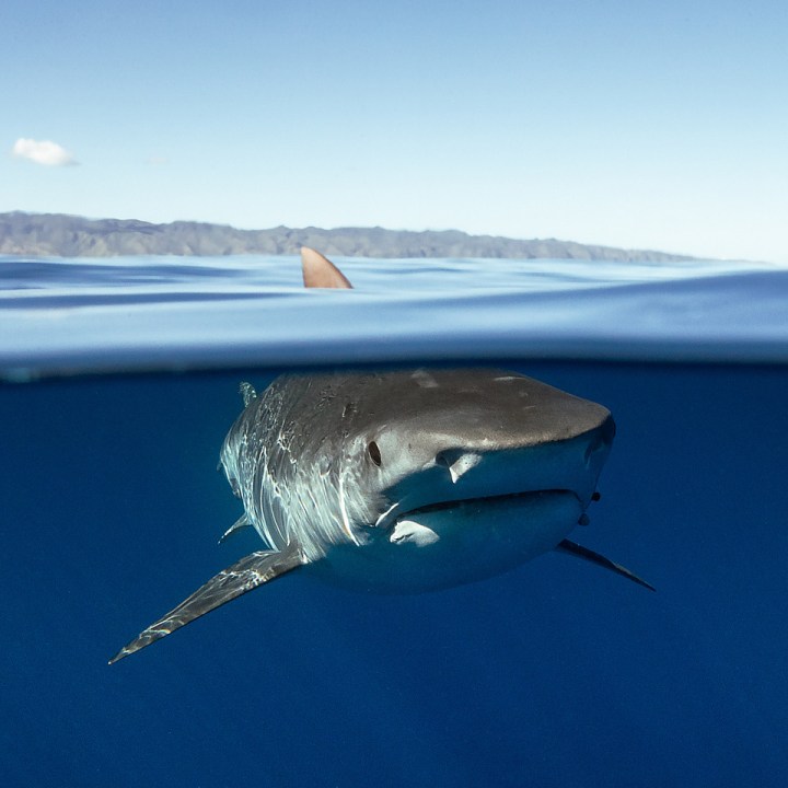 Decline in tiger shark population defies&nbsp;expectations