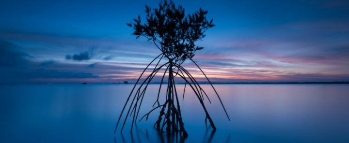 Fragmentation threatens mangrove forests but protection can help – in some&nbsp;areas