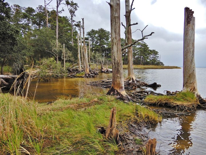 Coastal freshwater wetlands: the forgotten&nbsp;(wet)lands