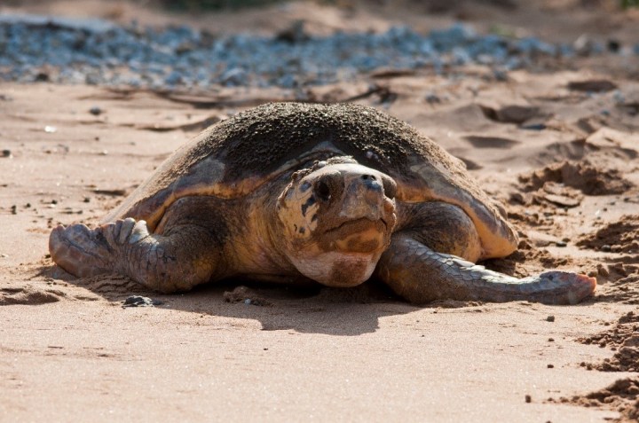 Long-distance sea turtle migration provides unique opportunity to combine and test exciting tracking&nbsp;techniques