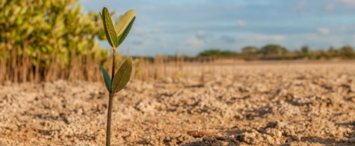 PREDICTING CARBON EMISSIONS FROM MANGROVE LOSS TO COUNT PROGRESS ON CLIMATE&nbsp;CHANGE