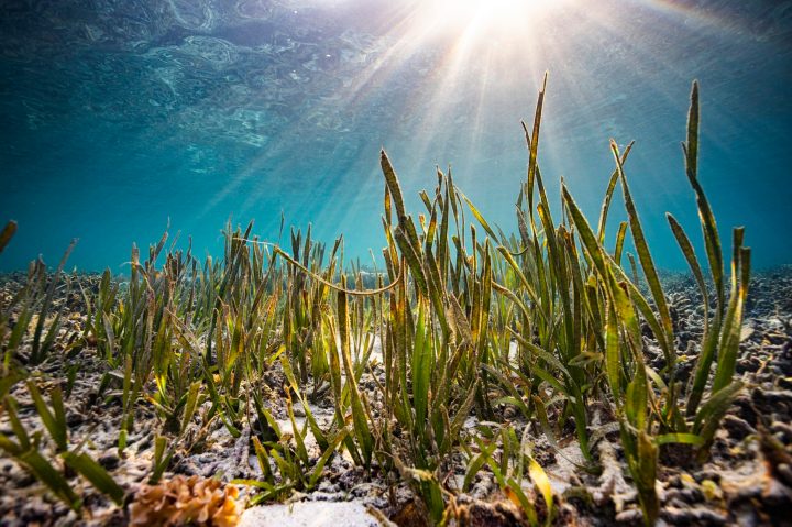 Poor water quality and trawling take toll on seagrass