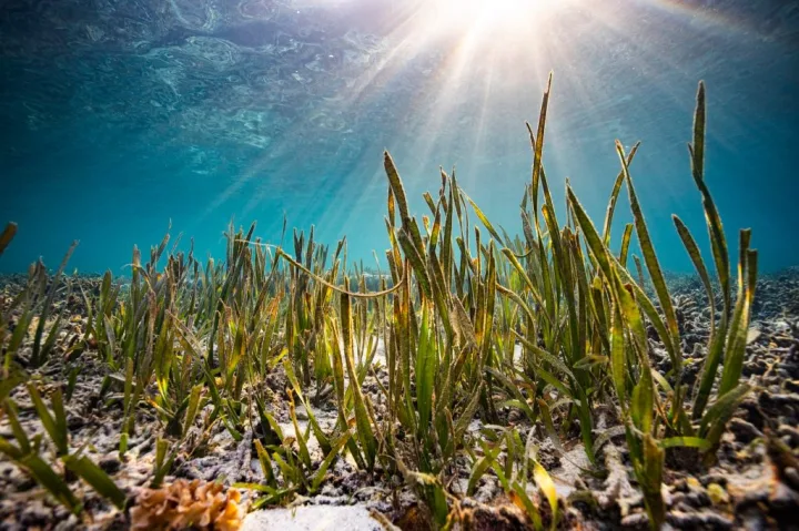 PREDICTING GLOBAL HOTSPOTS OF RISKS TO UNMONITORED SEAGRASS MEADOWS